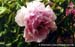 Rockii Peony: MEI REN JIAO